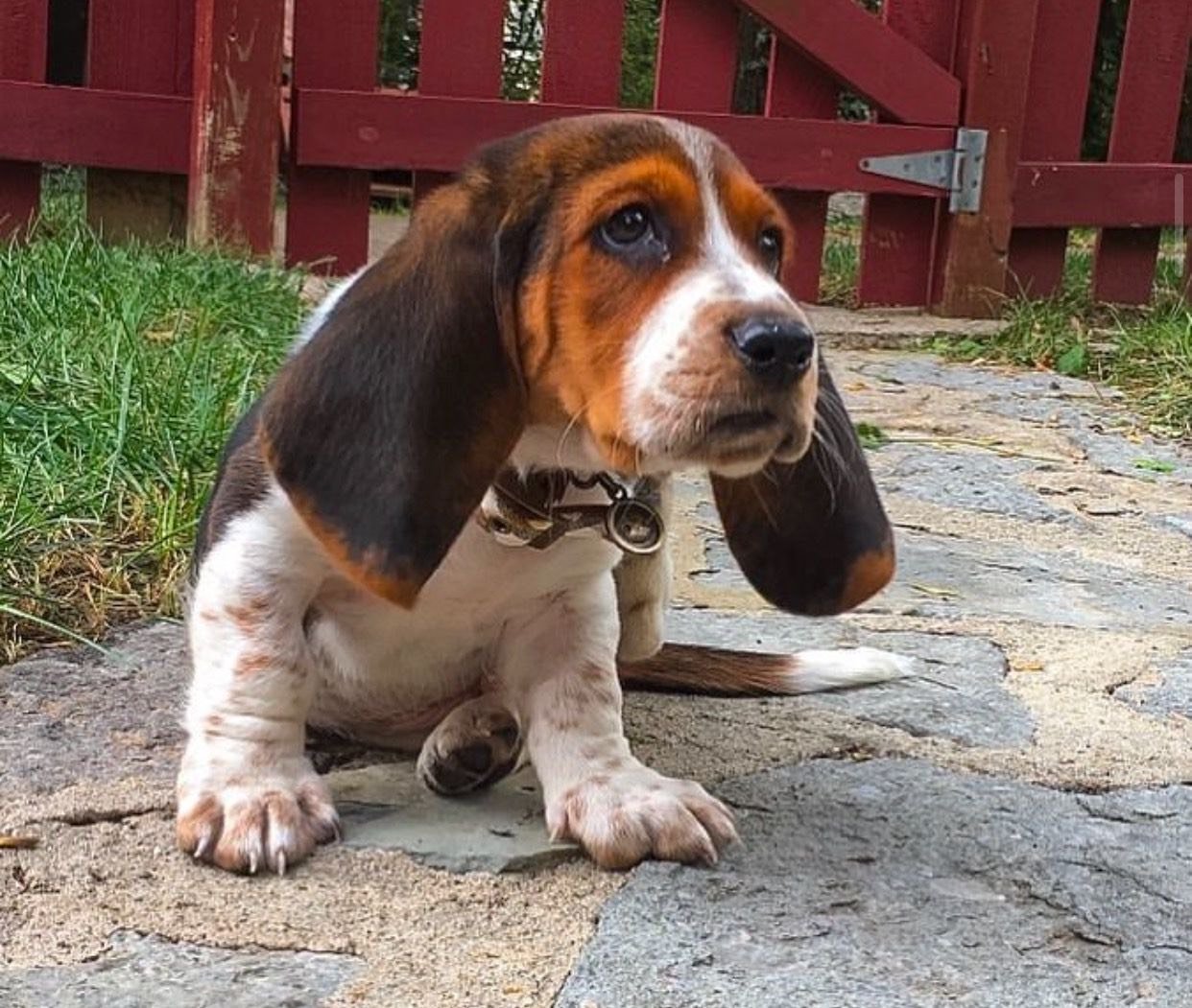basset hound puppies for sale