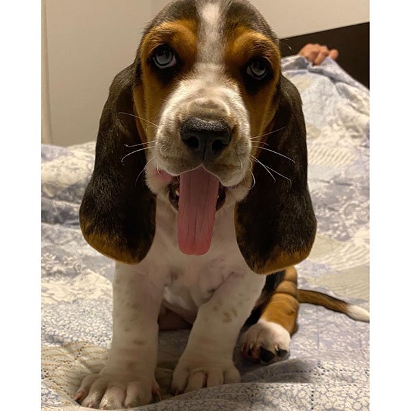 basset hound puppies for sale
