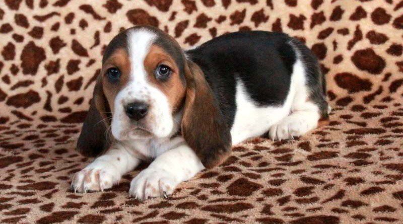 basset hound puppies for sale