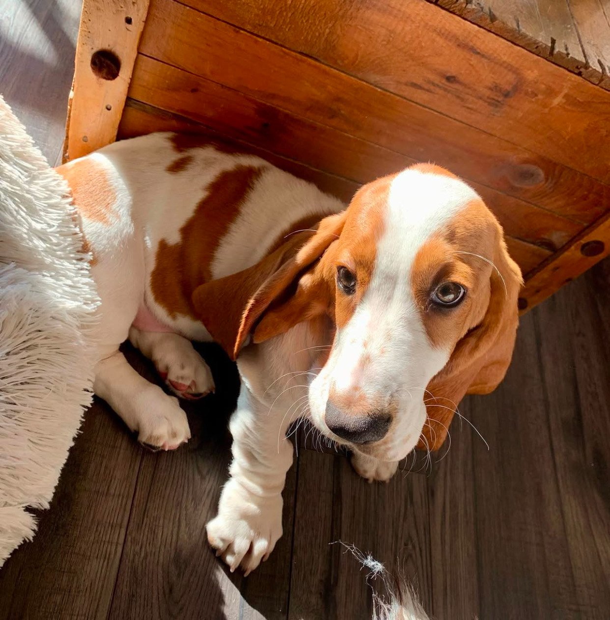 basset hound puppies for sale